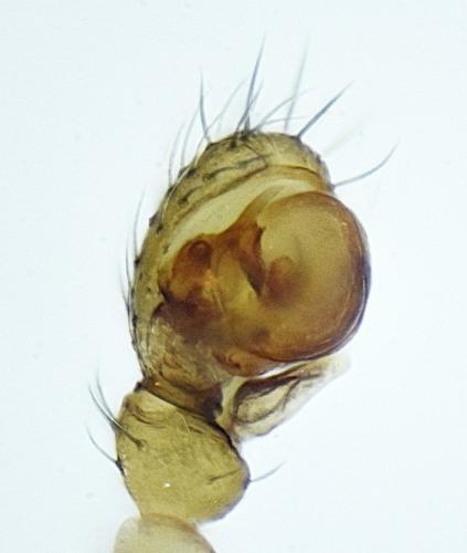 Centromerus phoceorum